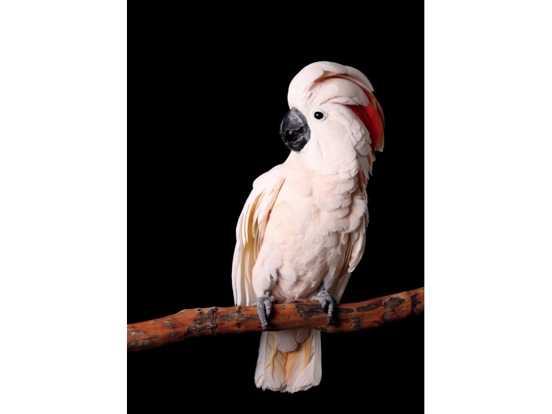 Vẹt Moluccan Cockatoo