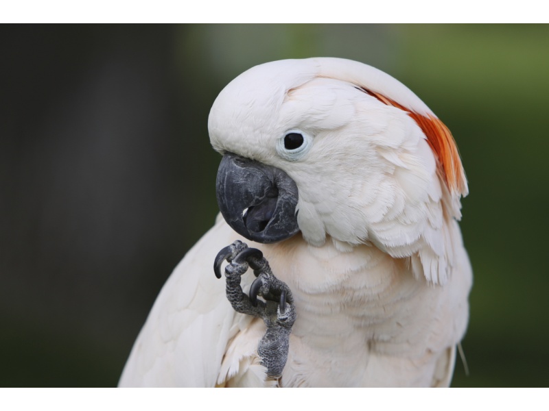 Vẹt Moluccan Cockatoo