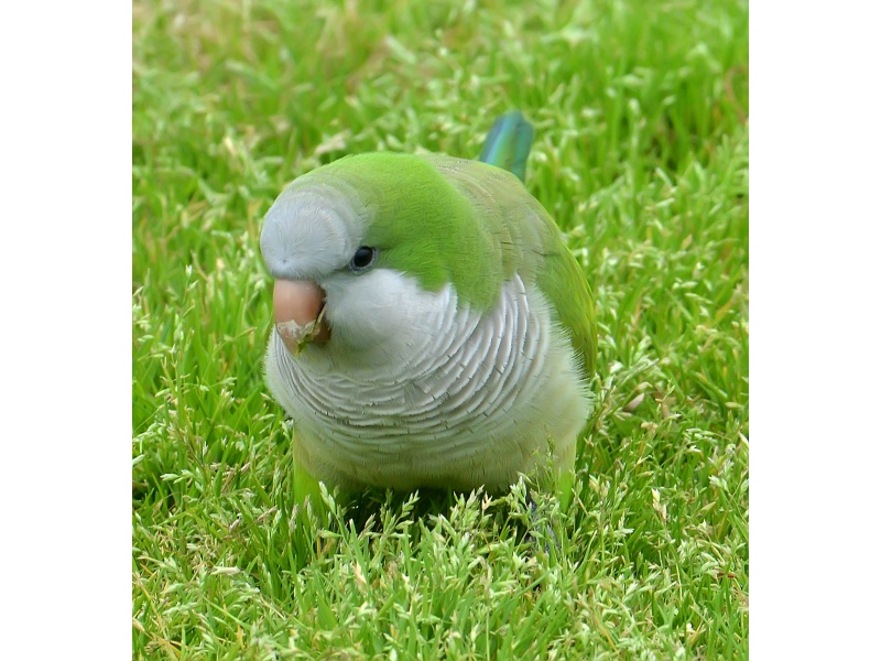 Vẹt Monk Parakeet (Quaker)