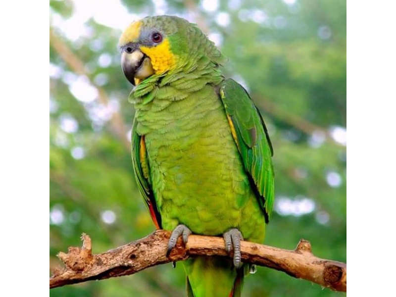 Vẹt Orange Winged Amazon