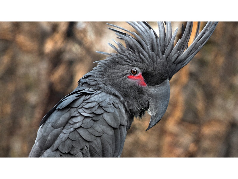 Vẹt Palm Cockatoo