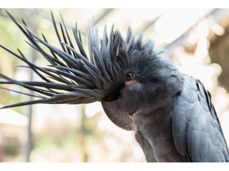 Vẹt Palm Cockatoo