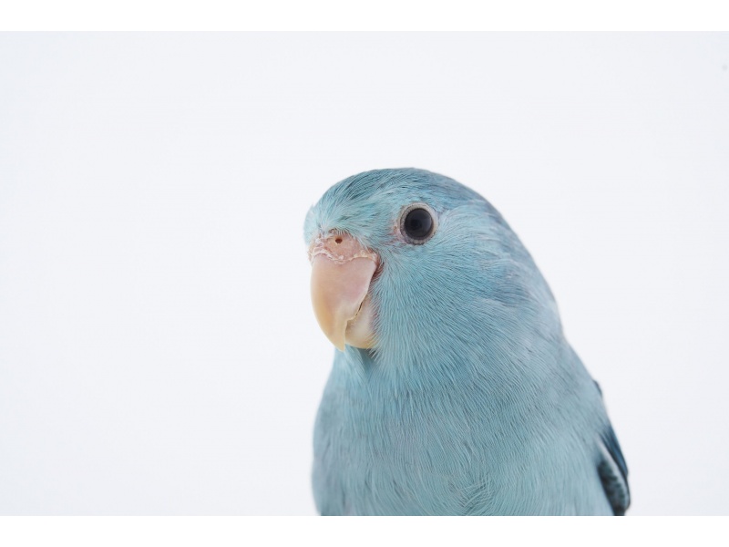 Vẹt Parrotlet