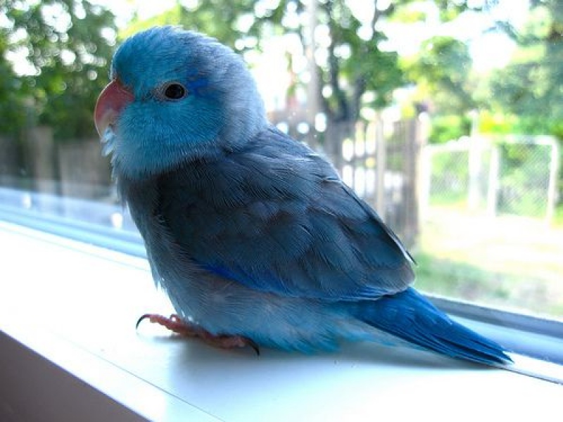 Vẹt Parrotlet