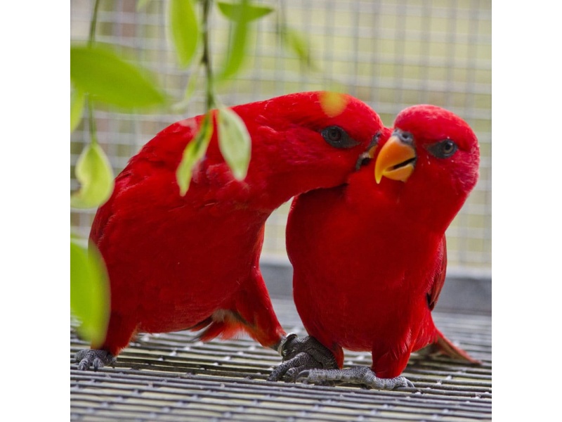 Vẹt Red Lory