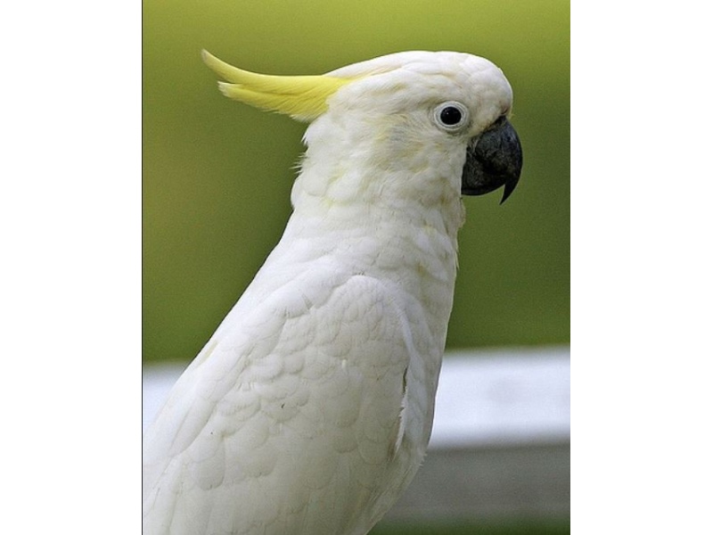 Vẹt Sulphur Crested Cockatoo