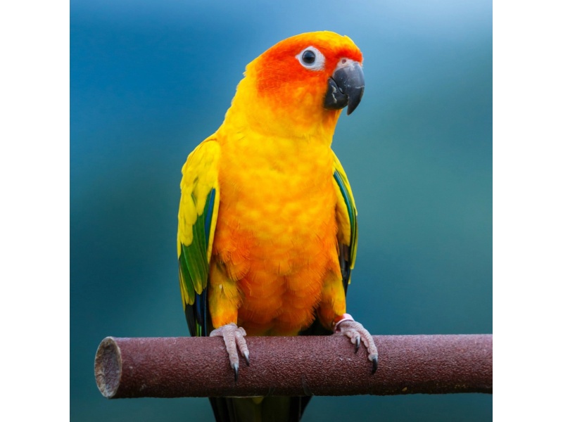 Vẹt Sun Conure