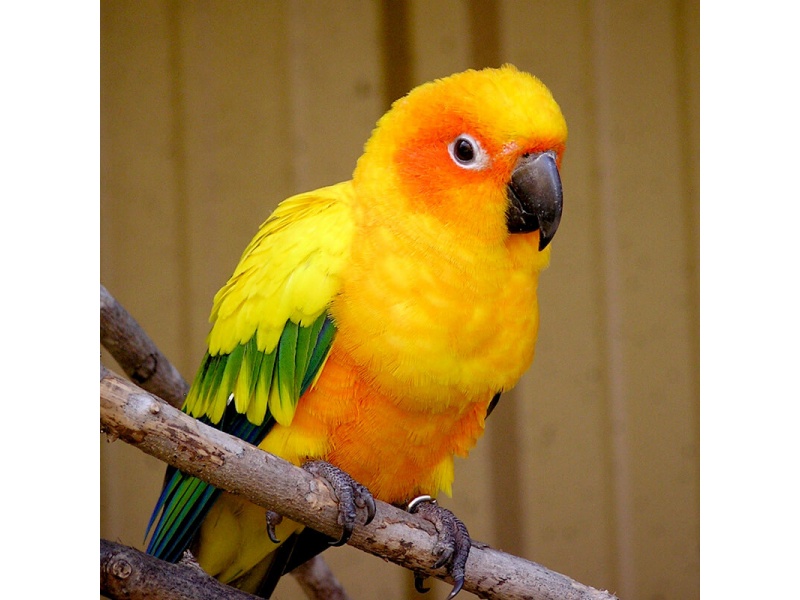 Vẹt Sun Conure Parakeet (Mặt Trời) (1 Tuổi)