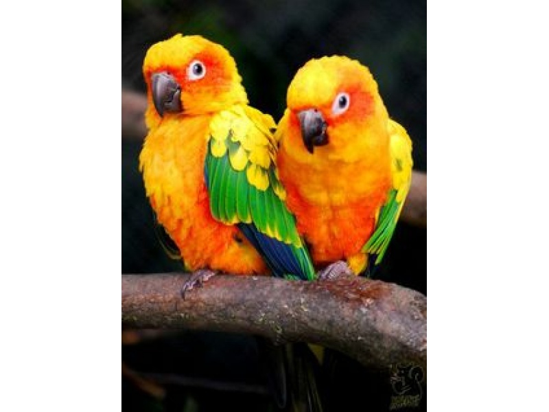 Vẹt Sun Conure Parakeet (Mặt Trời) (1 Tuổi)