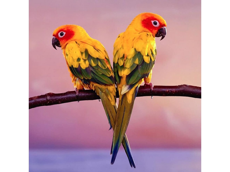 Vẹt Sun Conure