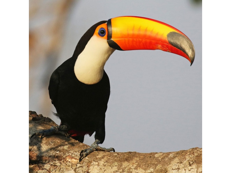 Vẹt Toco Toucan