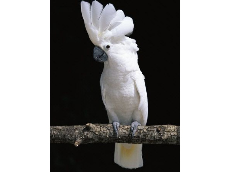 Vẹt Umbrella Cockatoo