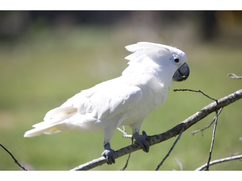 Vẹt Umbrella Cockatoo