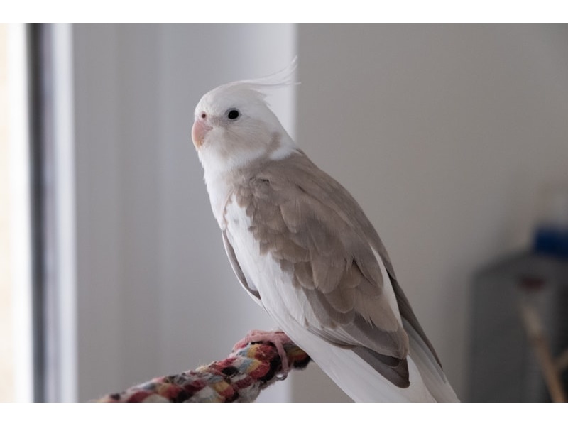 Vẹt Cockatiel White Face