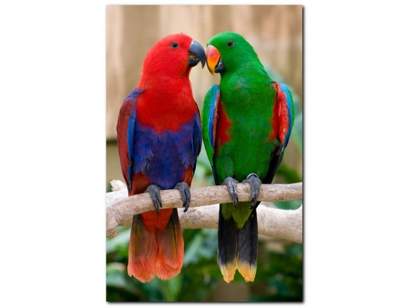 Vẹt Eclectus