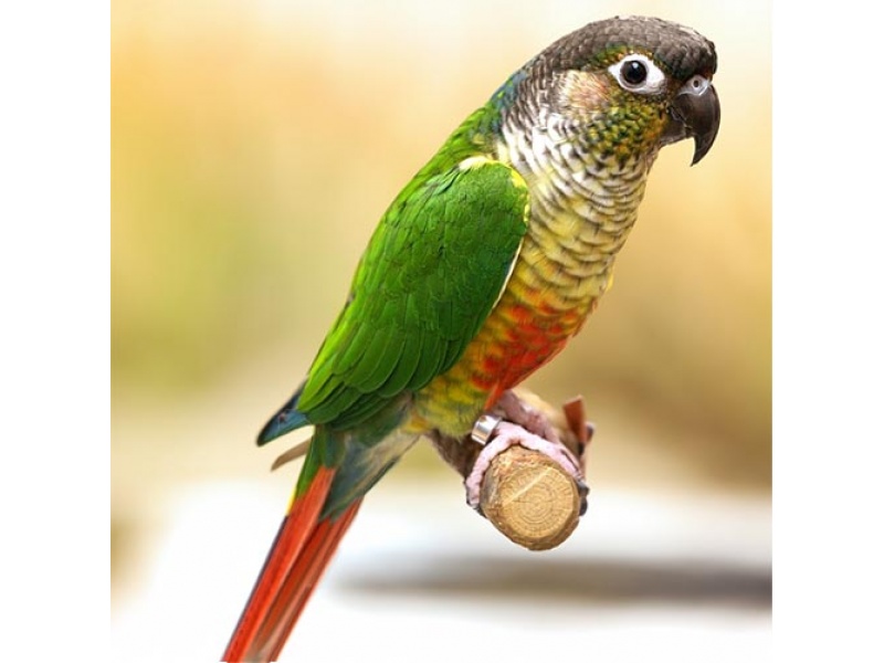 Vẹt Green Cheeked Conure