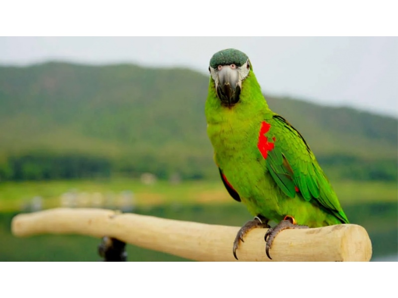 Vẹt Hahn's Macaw (Mini Macaw)