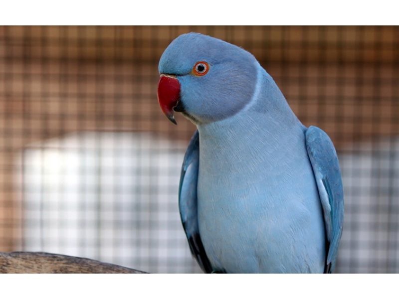 Vẹt Indian Ringneck