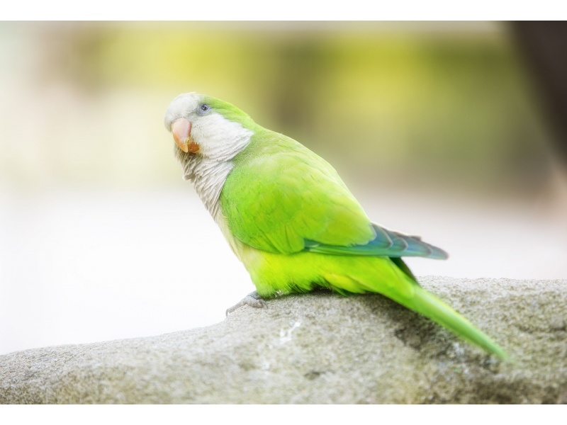 Vẹt Monk Parakeet (Quaker)