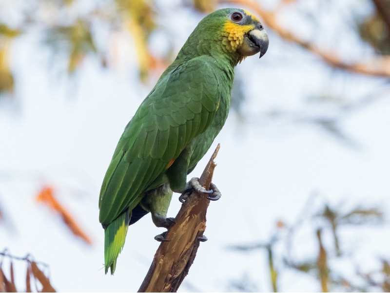 Vẹt Orange Winged Amazon