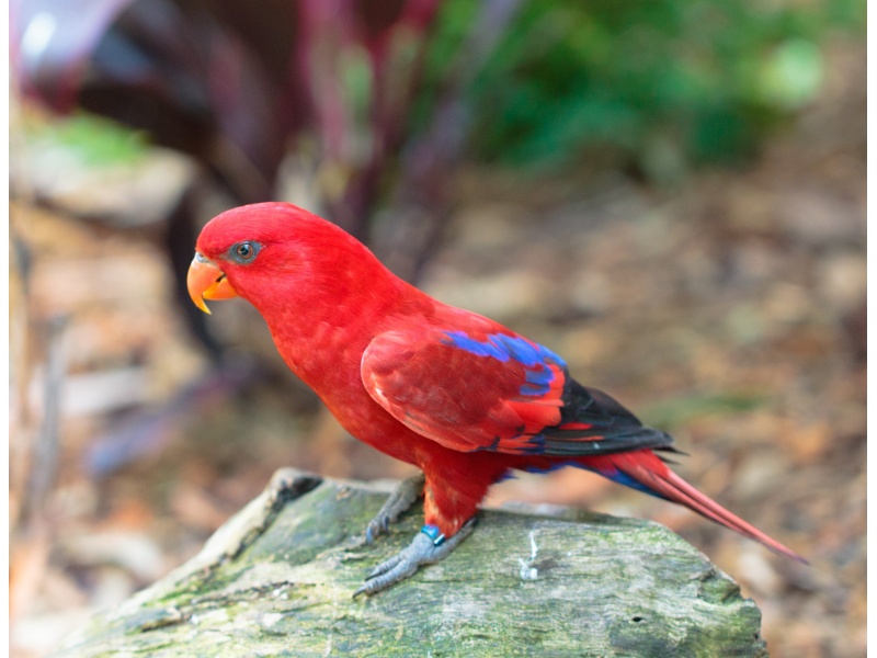 Vẹt Red Lory