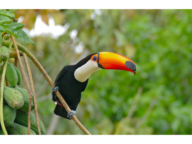 Vẹt Toco Toucan