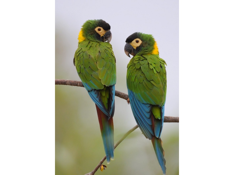 Vẹt Yellow Collared Macaw