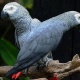 Vẹt African Grey (Vẹt Xám Châu Phi)