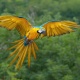 Vẹt Blue And Gold Macaw