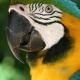 Vẹt Blue And Gold Macaw