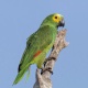 Vẹt Blue Fronted Amazon