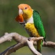 Vẹt Caique Yellow Thighed (White-Bellied)