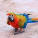 Vẹt Camelot Macaw (Catalina & Scarlet)