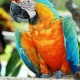 Vẹt Catalina Macaw (BG & Scarlet)