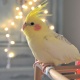 Vẹt Cockatiel Lutino