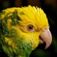 Vẹt Double Yellow Headed Amazon