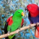 Vẹt Eclectus