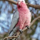 Vẹt Galah Cockatoo (Rose Brested)
