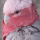 Vẹt Galah Cockatoo (Rose Brested)