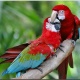 Vẹt Green Winged Macaw
