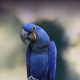 Vẹt Hyacinth Macaw