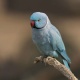 Vẹt Indian Ringneck