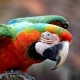 Vẹt Macaw Harlequin