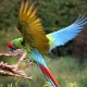 Vẹt Military Macaw