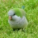 Vẹt Monk Parakeet (Quaker)