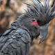 Vẹt Palm Cockatoo