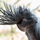 Vẹt Palm Cockatoo