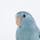 Vẹt Parrotlet