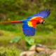Vẹt Scarlet Macaw