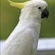 Vẹt Sulphur Crested Cockatoo